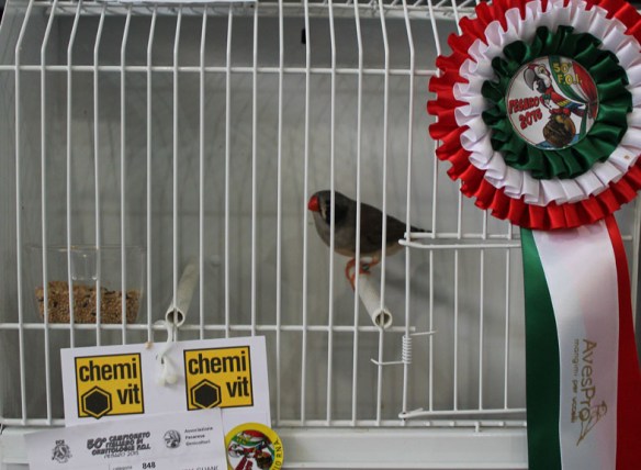 Campionato Italiano Pesaro 2015 (1° class. guancia nera femmina)