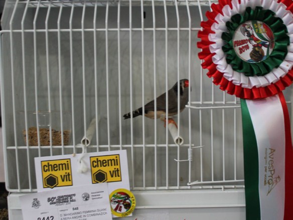 Campionato Italiano Pesaro 2015 (1° class. guancia nera femmina)