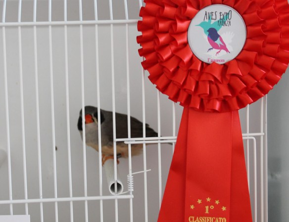 Exotica 2013 (1° classificato)