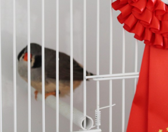 Exotica 2013 (1° classificato)