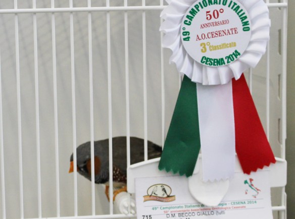 Campionato Italiano Cesena 2014 (2° class. Grigio becco giallo maschio)