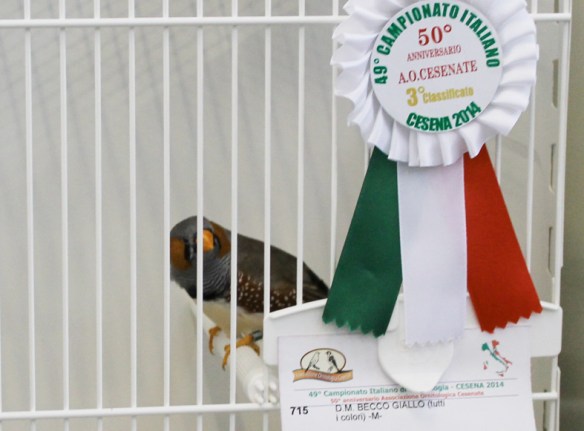 Campionato Italiano Cesena 2014 (2° class. Grigio becco giallo maschio)