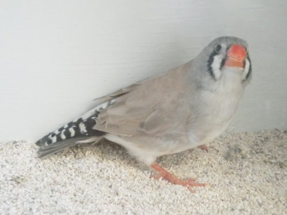 femmina con disegni eumelanici troppo chiari