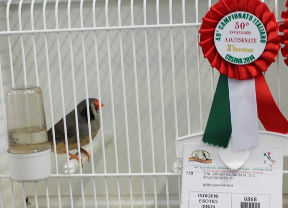 Campionato Italiano Cesena 2014 (3° class. Grigio g. nera femmina)