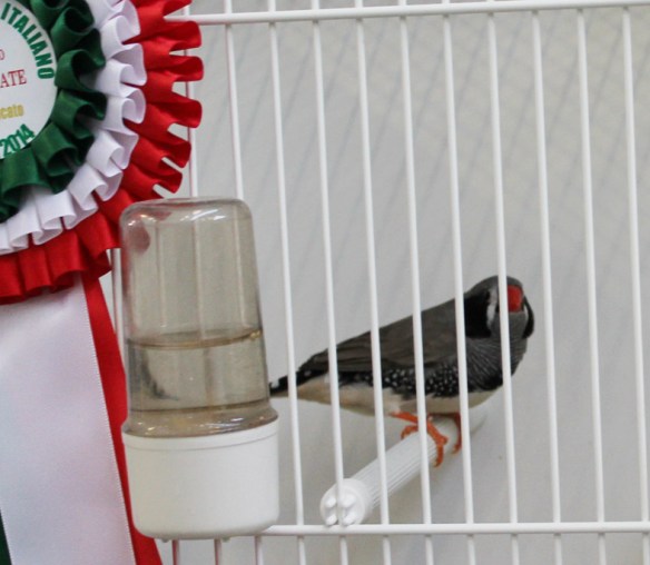 Campionato Italiano Cesena 2014 (1° class. Grigio g. nera maschio)