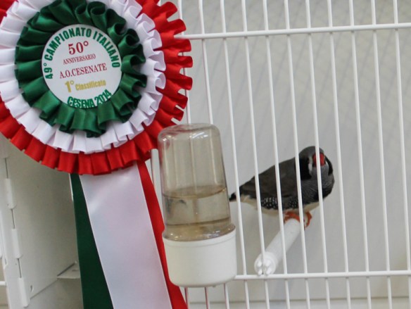 Campionato Italiano Cesena 2014 (1° class. Grigio g. nera maschio)