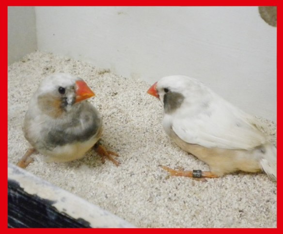 Grigio guancia (coppia) a 45 giorni