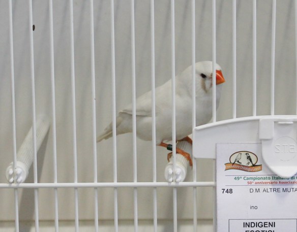 Campionato Italiano Cesena 2014 (1° class. Altre mutazioni - Grigio Ino femmina)