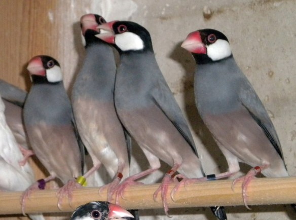 Padda grigio in voliera