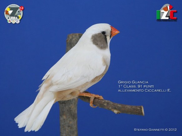 Zebras 2012 (servizio fotografico Italiazebravinkenclub)