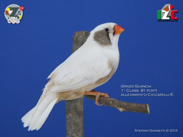 Zebras 2012 (servizio fotografico Italiazebravinkenclub)