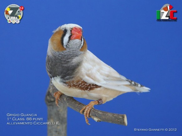 Zebras 2012 (servizio fotografico Italiazebravinkenclub)