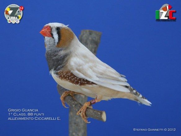 Zebras 2012 (servizio fotografico Italiazebravinkenclub)