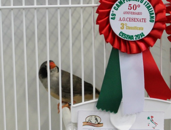 Campionato Italiano Cesena 2014 (3° class. Grigio g. nera femmina)