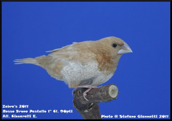 Zebras 2011 (1° class. cat. pastello) servizio fotografico Italia zebravinken club