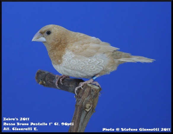 Zebras 2011 (1° class. cat. pastel) servizio fotografico Italia zebravinken club