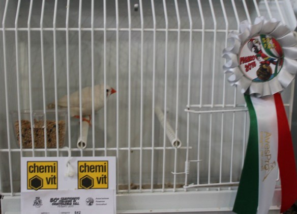 Campionato Italiano Pesaro 2015 (2° class. Ino femmina)