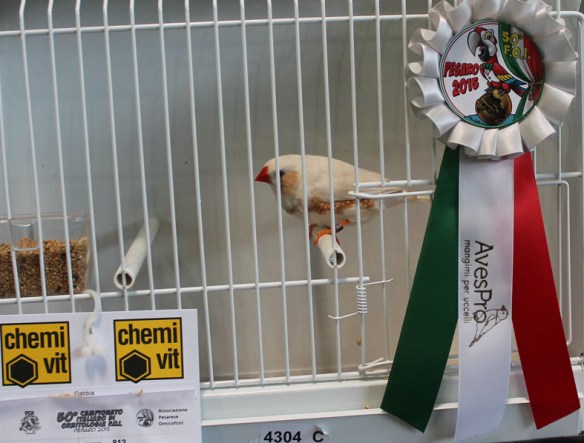 Campionato Italiano Pesaro 2015 (2° class. Ino maschio)