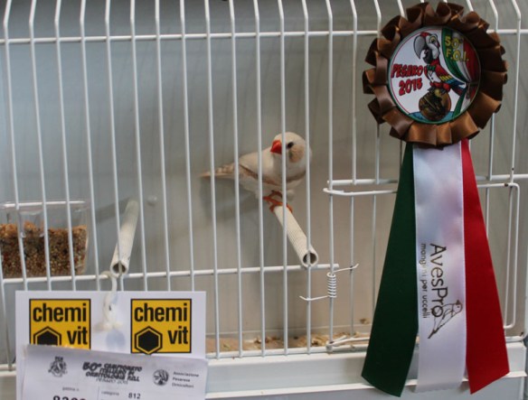 Campionato Italiano Pesaro 2015 (3° class. Ino maschio)