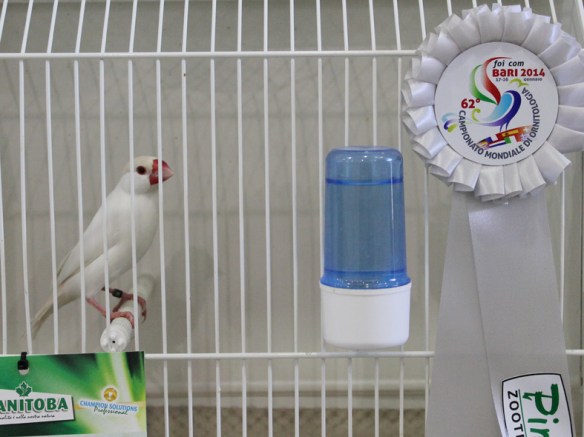 Campionato Mondiale 2014 (2° class. cat. altre mutazioni)