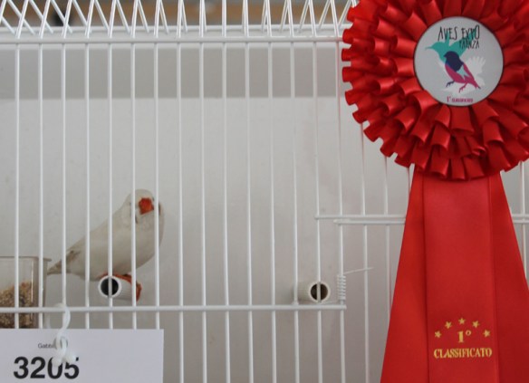 Exotica 2013 (1° class. cat. altre mutazioni)