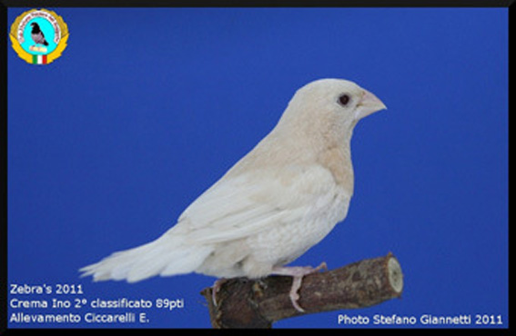 Zebras 2011 (2° class. cat. Ino)