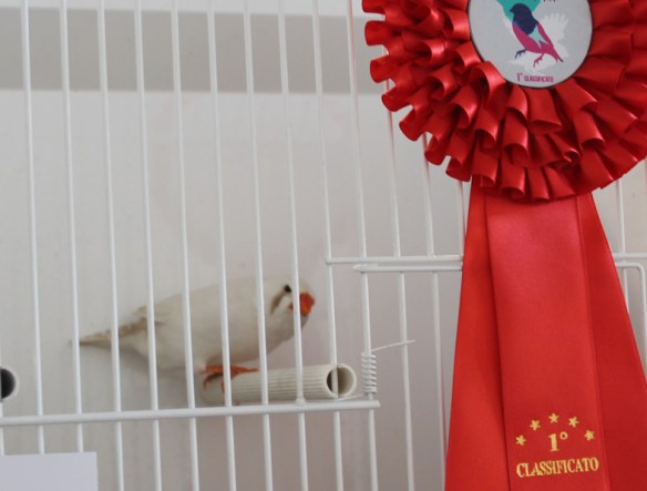 Exotica 2013 (1° class. cat. alter mutation)