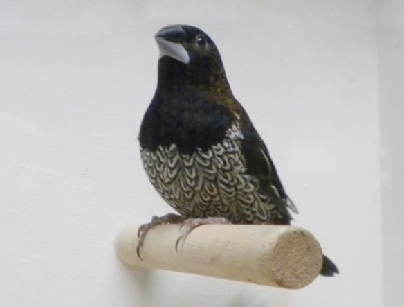 Nero bruno (maschio)