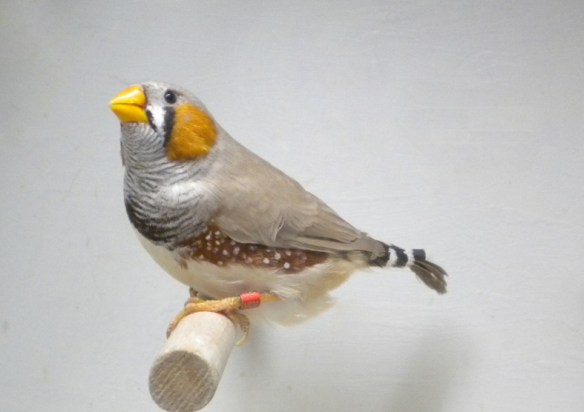 Bruno becco giallo (maschio)