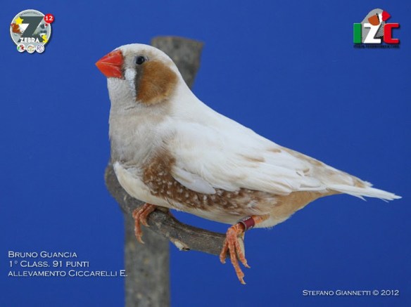 Bruno guancia (maschio)