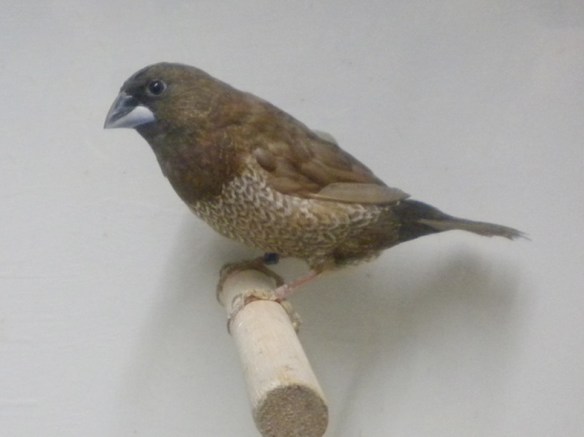 Moka bruno (maschio)