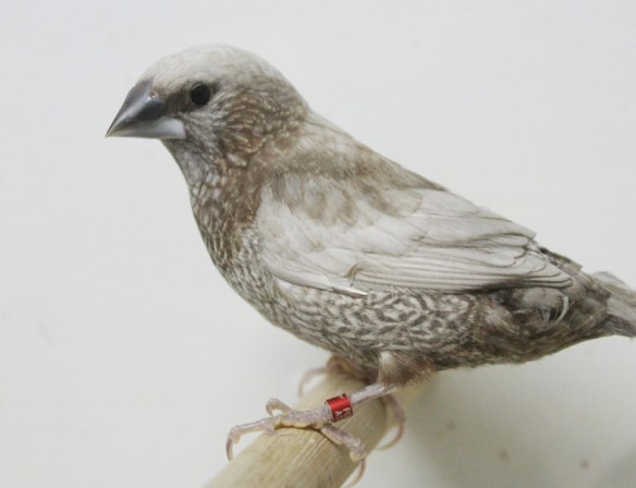 Perla bruno (maschio)