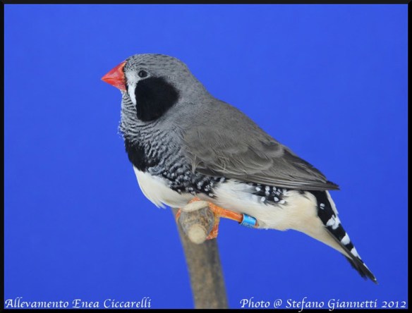 Grigio guancia nera (maschio)