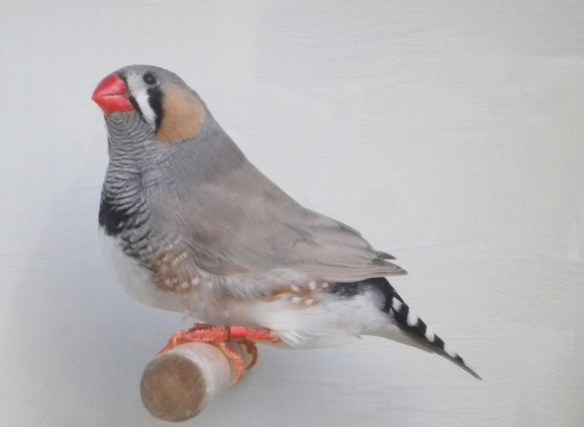 Grigio dorso chiaro (maschio)