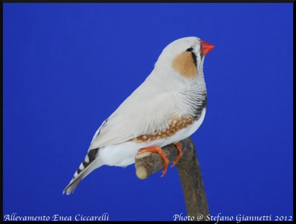 Grigio mascherato o. r. (maschio)