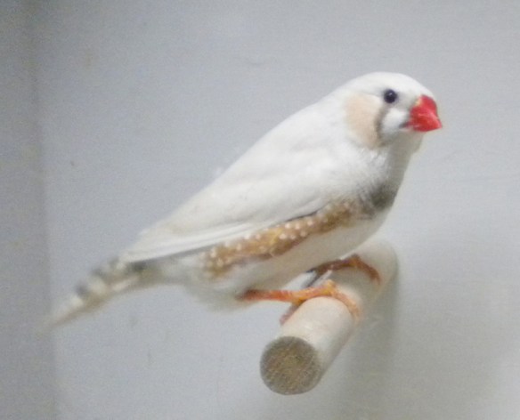 Grigio ino (maschio)