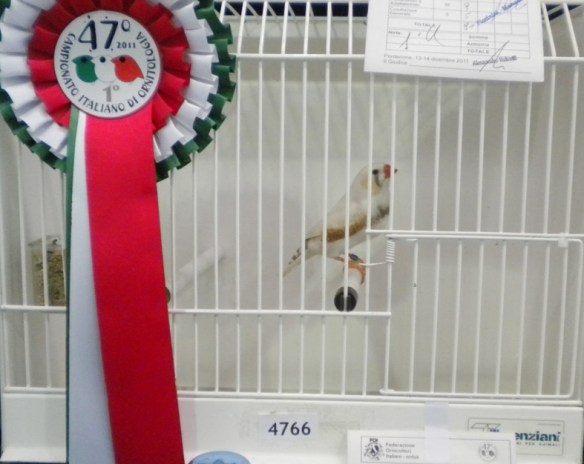 Campionato Italiano Pordenone 2012 (1° class. maschio)