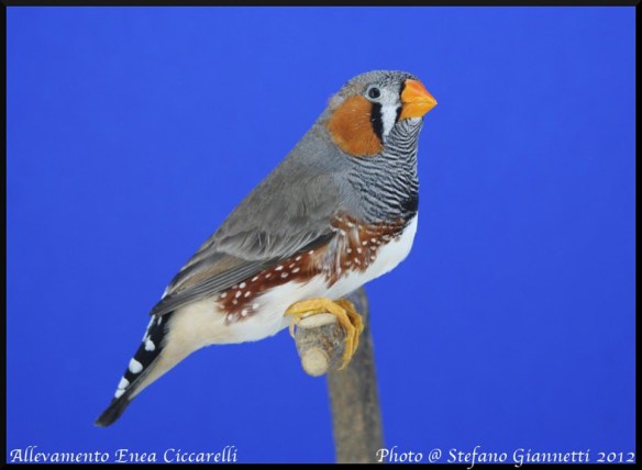 Grigio becco giallo (maschio)