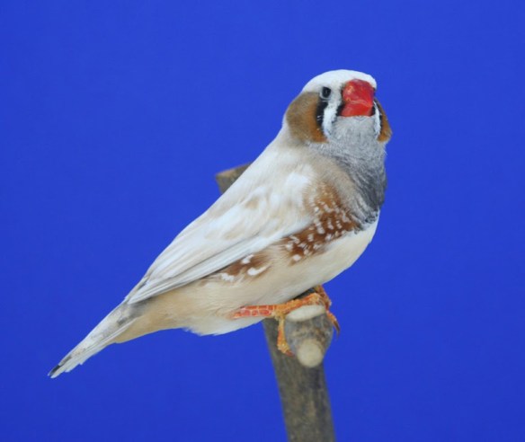 Grigio guancia (maschio)