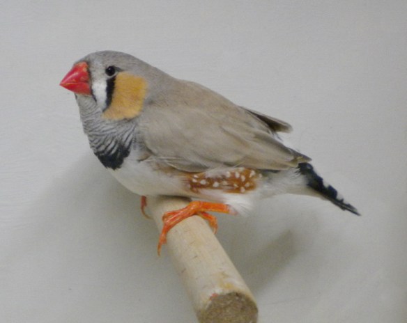 Grigio dorso chiaro (maschio)