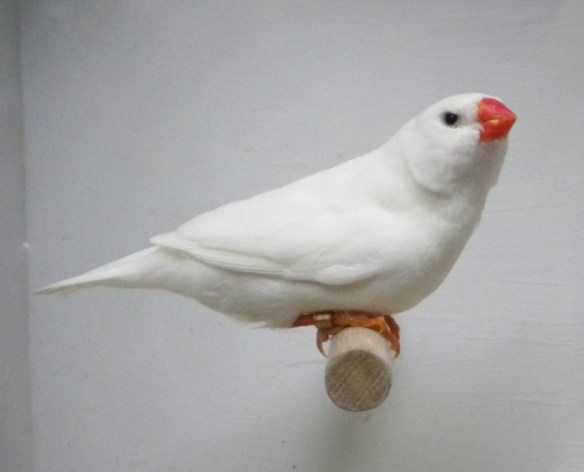 Bianco (maschio)
