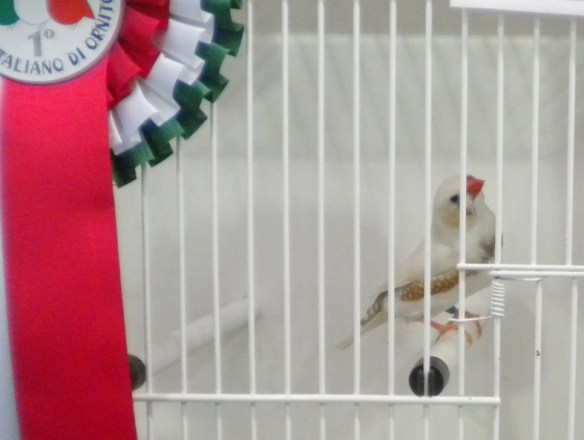 Campionato Italiano Pordenone 2012 (1° class. maschio)