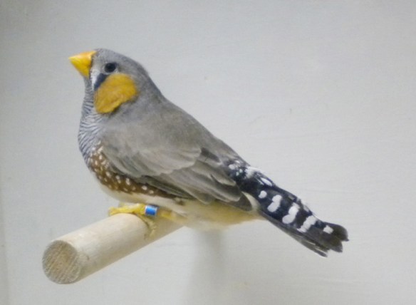 Grigio becco giallo (maschio)