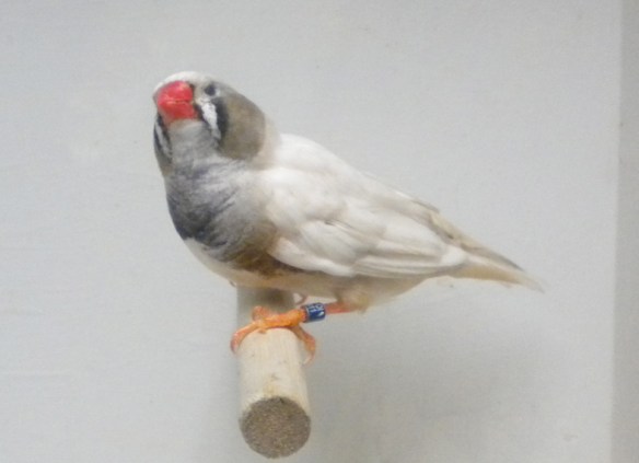 Grigio guancia (maschio)