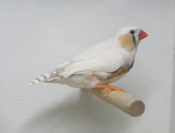 Grigio mascherato occhio nero (maschio)