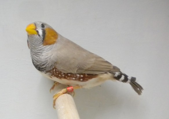 Bruno becco giallo (maschio)