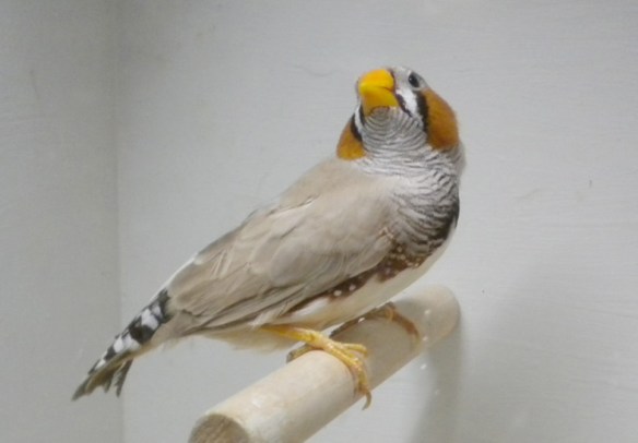 Bruno becco giallo (maschio)