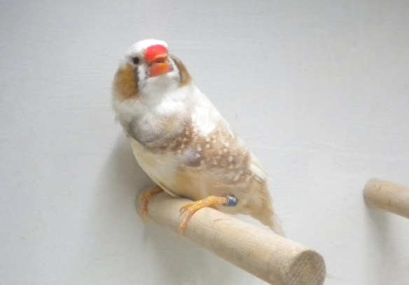 Bruno guancia (maschio)