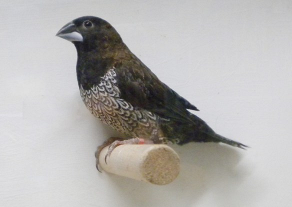 Nero bruno (maschio)