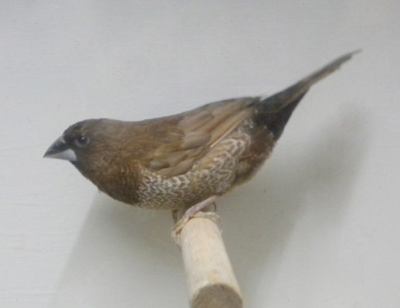 Moka bruno (maschio)